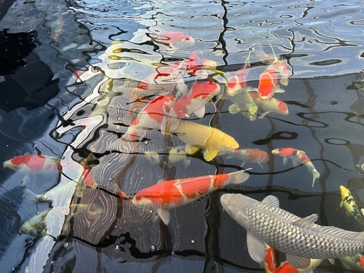 錦鯉　魚　めだか　飼育　ペット金魚