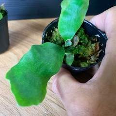 ビカクシダ2種セット リドレイ+エスエスフーンの画像