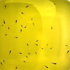 ミックスメダカ20匹+α 無料で差し上げます！今年8、9月に生まれたミックスメダカです。メダカはまだ稚魚です。の画像