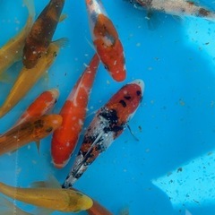 錦鯉　稚魚の販売の画像