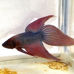 ベタ　200円の画像