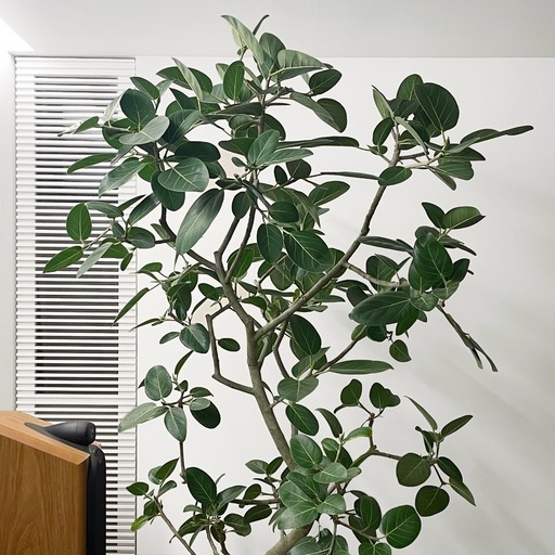 観葉植物  フィカス ベンガレンシス 225cm