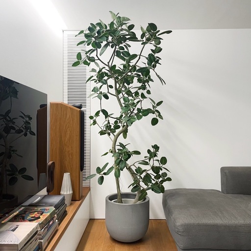 観葉植物  フィカス ベンガレンシス 225cm