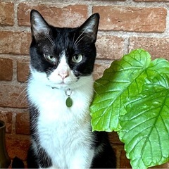 猫　探しています