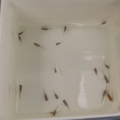 受付中🔴和墨 ×紅白ラメ  選別外  稚魚～若魚18匹 ラメめだか淡いピンク🎀 可愛いメダカ の画像