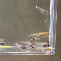 受付中🔴和墨 ×紅白ラメ  選別外  稚魚～若魚18匹 ラメめだか淡いピンク🎀 可愛いメダカ の画像