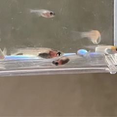 受付中🔴和墨 ×紅白ラメ  選別外  稚魚～若魚18匹 ラメめだか淡いピンク🎀 可愛いメダカ の画像