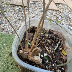 小紫式部　苗1株の画像