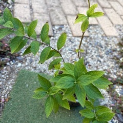 小紫式部　苗1株の画像