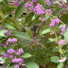 小紫式部　苗1株の画像