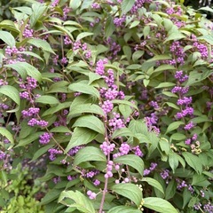 小紫式部　苗1株の画像