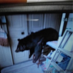 熊の剥製の画像