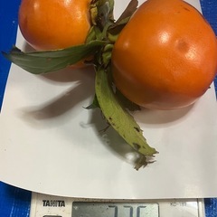 渋柿〈11/2収穫〉京都産渋柿 約168g前後『計23個』推定3.5kの画像