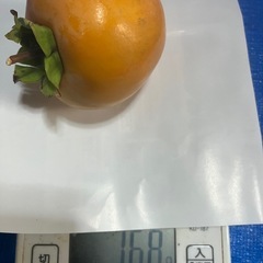 渋柿〈11/2収穫〉京都産渋柿 約168g前後『計23個』推定3.5kの画像