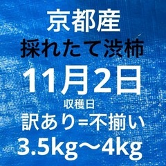 渋柿〈11/2収穫〉京都産渋柿 約168g前後『計23個』推定3.5kの画像