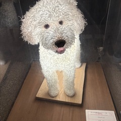 「辰🐲を囲む会」と言うコミュニティを作りました。