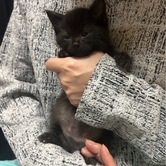 仔猫黒くん！モフモフ短足、男の子　一時ストップ！