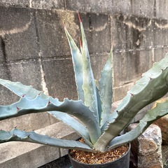 アガベ　クリサンサの画像