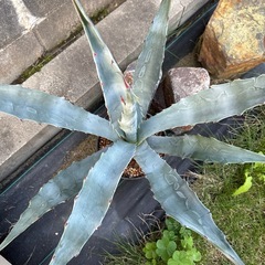 アガベ　クリサンサの画像