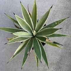 アガベ　ハクセンコウの画像