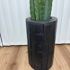 【受付終了】柱サボテン 鉢セットの画像