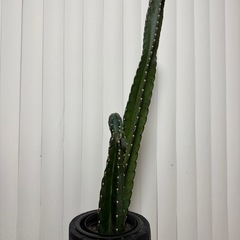 【受付終了】柱サボテン 鉢セットの画像