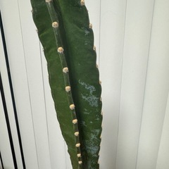 【受付終了】柱サボテン 鉢セットの画像