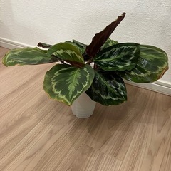 カラテアの画像