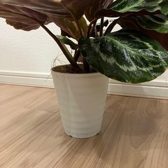 カラテアの画像