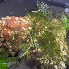 【月華 】まるでミニ錦鯉⁉️3色ラメの人気希少種メダカ❣️の画像