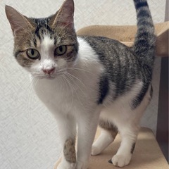 ⭐️キジ白⭐️1歳未満のとても人懐っこい猫ちゃんです(=^・^=) 