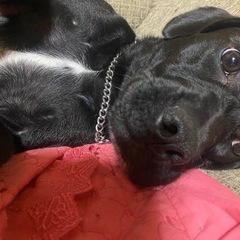 10ヶ月半 ︎︎ ♀ 雑種