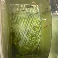 グッピーの画像