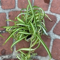 オリズルランの画像