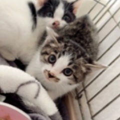 明日‼️１１月８日(土)ウィズマル動物医療センター立川院様…