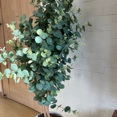 フェイクグリーン（ユーカリ）の画像