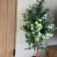 フェイクグリーン（ユーカリ）の画像