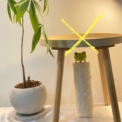 セットです。パキラ、傘、砂利の画像