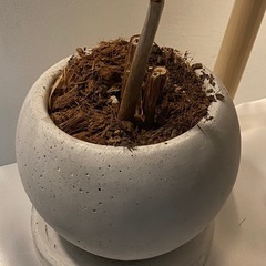 セットです。パキラ、傘、砂利の画像