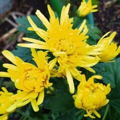 ★食用菊もってのほか　ひとつかみの画像