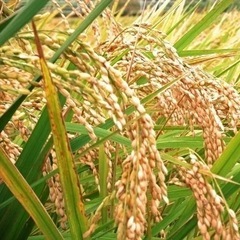 ㉟令和7年度茨城県コシヒカリ新米になります。大人気商品となっております。10キロ入りです。コメントお待ちしております。の画像