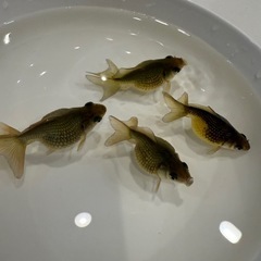 国産ピンポンパールの画像