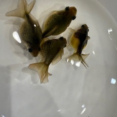 国産ピンポンパールの画像