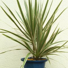 ドラセナの画像