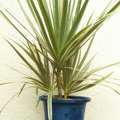 ドラセナの画像