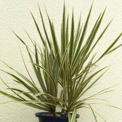 ドラセナの画像