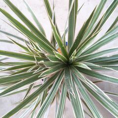 ドラセナの画像