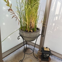 鉢⭐︎スタンド⭐︎水耕植物の画像