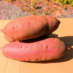 新規受け付け停止😅100グラム22円（笑）さつまいも(紅はるか)11月上旬掘りの画像