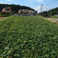 新規受け付け停止😅100グラム22円（笑）さつまいも(紅はるか)11月上旬掘りの画像